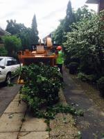 Professional Tree Services image 4
